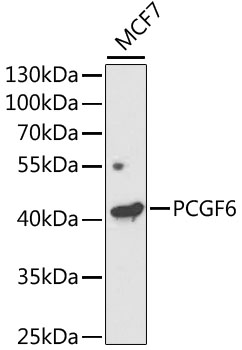 Western blot analysis of extracts of MCF7 cells, using PCGF6 antibody (TA379693) at 1:1000 dilution. - Secondary antibody: HRP Goat Anti-Rabbit IgG (H+L) at 1:10000 dilution. - Lysates/proteins: 25ug per lane. - Blocking buffer: 3% nonfat dry milk in TBST. - Detection: ECL Enhanced Kit . - Exposure time: 120s.