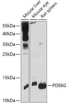Western blot analysis of extracts of various cell lines, using PDE6G antibody (TA379738) at 1:1000 dilution. - Secondary antibody: HRP Goat Anti-Rabbit IgG (H+L) at 1:10000 dilution. - Lysates/proteins: 25ug per lane. - Blocking buffer: 3% nonfat dry milk in TBST. - Detection: ECL Basic Kit . - Exposure time: 30s.
