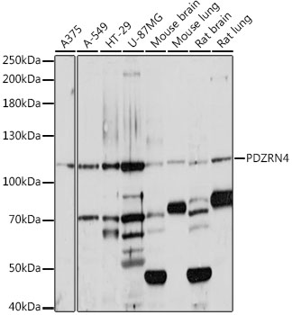 Western blot analysis of extracts of various cell lines, using PDZRN4 antibody (TA379787) at 1:1000 dilution. - Secondary antibody: HRP Goat Anti-Rabbit IgG (H+L) at 1:10000 dilution. - Lysates/proteins: 25ug per lane. - Blocking buffer: 3% nonfat dry milk in TBST. - Detection: ECL Basic Kit . - Exposure time: 30s.
