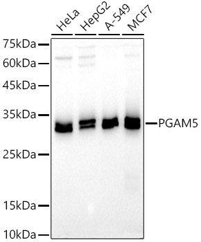 Western blot analysis of extracts of various cell lines, using PGAM5 antibody (TA379841) at 1:500 dilution. - Secondary antibody: HRP Goat Anti-Rabbit IgG (H+L) at 1:10000 dilution. - Lysates/proteins: 25ug per lane. - Blocking buffer: 3% nonfat dry milk in TBST. - Detection: ECL Basic Kit . - Exposure time: 30s.