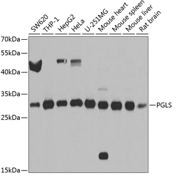 Western blot analysis of extracts of various cell lines, using PGLS antibody (TA379847) at 1:1000 dilution. - Secondary antibody: HRP Goat Anti-Rabbit IgG (H+L) at 1:10000 dilution. - Lysates/proteins: 25ug per lane. - Blocking buffer: 3% nonfat dry milk in TBST. - Detection: ECL Basic Kit . - Exposure time: 5s.