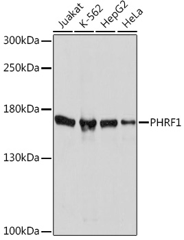 Western blot analysis of extracts of various cell lines, using PHRF1 Rabbit pAb (TA379900) at 1:1000 dilution. - Secondary antibody: HRP Goat Anti-Rabbit IgG (H+L) at 1:10000 dilution. - Lysates/proteins: 25ug per lane. - Blocking buffer: 3% nonfat dry milk in TBST. - Detection: ECL Basic Kit . - Exposure time: 10s.