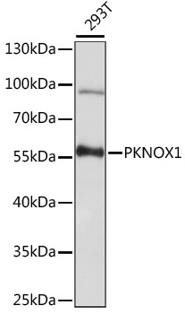Western blot analysis of extracts of 293T cells, using PKNOX1 antibody (TA379988) at 1:1000 dilution. - Secondary antibody: HRP Goat Anti-Rabbit IgG (H+L) at 1:10000 dilution. - Lysates/proteins: 25ug per lane. - Blocking buffer: 3% nonfat dry milk in TBST. - Detection: ECL Basic Kit . - Exposure time: 30s.