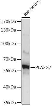 Western blot analysis of extracts of Rat serum, using PLA2G7 Rabbit pAb (TA380003) at 1:1000 dilution. - Secondary antibody: HRP Goat Anti-Rabbit IgG (H+L) at 1:10000 dilution. - Lysates/proteins: 25ug per lane. - Blocking buffer: 3% nonfat dry milk in TBST. - Detection: ECL Basic Kit . - Exposure time: 1s.