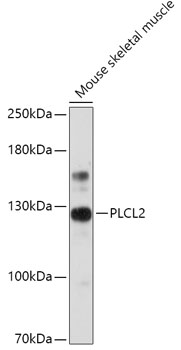 Western blot analysis of extracts of Mouse skeletal muscle, using PLCL2 antibody (TA380024) at 1:1000 dilution. - Secondary antibody: HRP Goat Anti-Rabbit IgG (H+L) at 1:10000 dilution. - Lysates/proteins: 25ug per lane. - Blocking buffer: 3% nonfat dry milk in TBST. - Detection: ECL Basic Kit . - Exposure time: 30s.