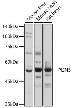 Western blot analysis of extracts of various cell lines, using PLIN5 antibody (TA380041) at 1:1000 dilution. - Secondary antibody: HRP Goat Anti-Rabbit IgG (H+L) at 1:10000 dilution. - Lysates/proteins: 25ug per lane. - Blocking buffer: 3% nonfat dry milk in TBST. - Detection: ECL Basic Kit . - Exposure time: 1s.