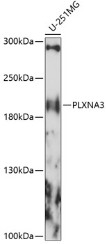Western blot analysis of extracts of U-251MG cells, using PLXNA3 antibody (TA380066) at 1:1000 dilution. - Secondary antibody: HRP Goat Anti-Rabbit IgG (H+L) at 1:10000 dilution. - Lysates/proteins: 25ug per lane. - Blocking buffer: 3% nonfat dry milk in TBST. - Detection: ECL Basic Kit . - Exposure time: 90s.