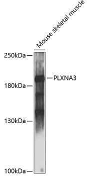 Western blot analysis of extracts of mouse skeletal muscle, using PLXNA3 antibody (TA380067) at 1:1000 dilution. - Secondary antibody: HRP Goat Anti-Rabbit IgG (H+L) at 1:10000 dilution. - Lysates/proteins: 25ug per lane. - Blocking buffer: 3% nonfat dry milk in TBST. - Detection: ECL Basic Kit . - Exposure time: 30s.