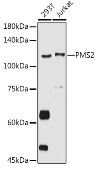 Western blot analysis of extracts of various cell lines, using PMS2 antibody (TA380089) at 1:2000 dilution. - Secondary antibody: HRP Goat Anti-Rabbit IgG (H+L) at 1:10000 dilution. - Lysates/proteins: 25ug per lane. - Blocking buffer: 3% nonfat dry milk in TBST. - Detection: ECL Basic Kit . - Exposure time: 180s.