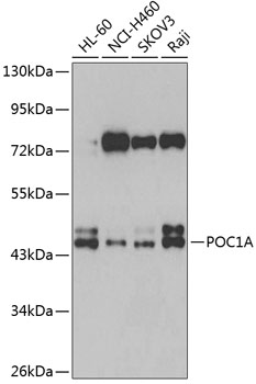 Western blot analysis of extracts of various cell lines, using POC1A antibody (TA380110) at 1:1000 dilution. - Secondary antibody: HRP Goat Anti-Rabbit IgG (H+L) at 1:10000 dilution. - Lysates/proteins: 25ug per lane. - Blocking buffer: 3% nonfat dry milk in TBST. - Detection: ECL Basic Kit . - Exposure time: 90s.