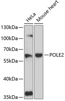 Western blot analysis of extracts of various cell lines, using POLE2 antibody (TA380123) at 1:3000 dilution. - Secondary antibody: HRP Goat Anti-Rabbit IgG (H+L) at 1:10000 dilution. - Lysates/proteins: 25ug per lane. - Blocking buffer: 3% nonfat dry milk in TBST. - Detection: ECL Basic Kit . - Exposure time: 90s.