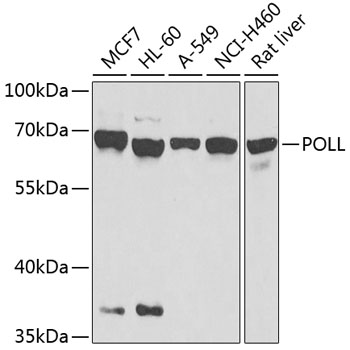 Western blot analysis of extracts of various cell lines, using POLL antibody (TA380132) at 1:1000 dilution. - Secondary antibody: HRP Goat Anti-Rabbit IgG (H+L) at 1:10000 dilution. - Lysates/proteins: 25ug per lane. - Blocking buffer: 3% nonfat dry milk in TBST. - Detection: ECL Basic Kit . - Exposure time: 15s.