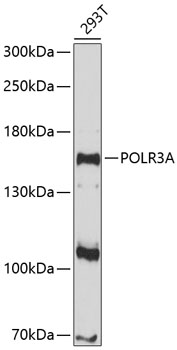Western blot analysis of extracts of 293T cells, using POLR3A antibody (TA380149) at 1:1000 dilution. - Secondary antibody: HRP Goat Anti-Rabbit IgG (H+L) at 1:10000 dilution. - Lysates/proteins: 25ug per lane. - Blocking buffer: 3% nonfat dry milk in TBST. - Detection: ECL Enhanced Kit . - Exposure time: 90s.