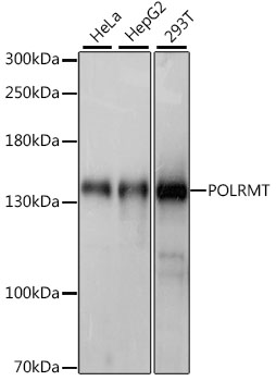 Western blot analysis of extracts of various cell lines, using POLRMT antibody (TA380154) at 1:1000 dilution. - Secondary antibody: HRP Goat Anti-Rabbit IgG (H+L) at 1:10000 dilution. - Lysates/proteins: 25ug per lane. - Blocking buffer: 3% nonfat dry milk in TBST. - Detection: ECL Basic Kit . - Exposure time: 1s.