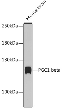Western blot analysis of extracts of Mouse brain, using PGC1 beta antibody (TA380200) at 1:1000 dilution. - Secondary antibody: HRP Goat Anti-Rabbit IgG (H+L) at 1:10000 dilution. - Lysates/proteins: 25ug per lane. - Blocking buffer: 3% nonfat dry milk in TBST. - Detection: ECL Basic Kit . - Exposure time: 5min.