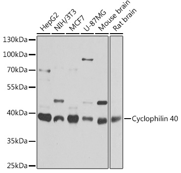Western blot analysis of extracts of various cell lines, using Cyclophilin 40 antibody (TA380210) at 1:1000 dilution. - Secondary antibody: HRP Goat Anti-Rabbit IgG (H+L) at 1:10000 dilution. - Lysates/proteins: 25ug per lane. - Blocking buffer: 3% nonfat dry milk in TBST. - Detection: ECL Basic Kit . - Exposure time: 1s.