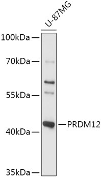 Western blot analysis of extracts of U-87MG cells, using PRDM12 antibody (TA380294) at 1:1000 dilution. - Secondary antibody: HRP Goat Anti-Rabbit IgG (H+L) at 1:10000 dilution. - Lysates/proteins: 25ug per lane. - Blocking buffer: 3% nonfat dry milk in TBST. - Detection: ECL Basic Kit . - Exposure time: 90s.