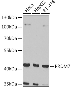 Western blot analysis of extracts of various cell lines, using PRDM7 Rabbit pAb (TA380302) at 1:1000 dilution. - Secondary antibody: HRP Goat Anti-Rabbit IgG (H+L) at 1:10000 dilution. - Lysates/proteins: 25ug per lane. - Blocking buffer: 3% nonfat dry milk in TBST. - Detection: ECL Basic Kit . - Exposure time: 90s.
