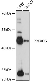 FACS staining of HEK293-gp41&lt;sup&gt;TM&lt;/sup&gt; cell line