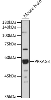 FACS staining of HEK293-gp41&lt;sup&gt;TM&lt;/sup&gt; cell line