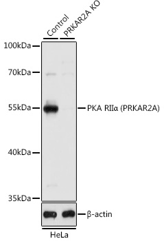 Western blot analysis of extracts from normal (control) and PKA RIIalpha (PRKAR2A)/PKR2 knockout (KO) HeLa cells, using PKA RIIalpha (PRKAR2A)/PKR2 antibody (TA380349) at 1:1000 dilution. - Secondary antibody: HRP Goat Anti-Rabbit IgG (H+L) at 1:10000 dilution. - Lysates/proteins: 25ug per lane. - Blocking buffer: 3% nonfat dry milk in TBST. - Detection: ECL Basic Kit . - Exposure time: 5s.