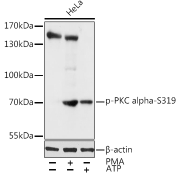 FACS staining of HEK293-gp41TM cell line (Dawood R et al, 2013)