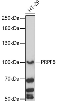 Western blot analysis of extracts of HT-29 cells, using PRPF6 antibody (TA380410) at 1:1000 dilution. - Secondary antibody: HRP Goat Anti-Rabbit IgG (H+L) at 1:10000 dilution. - Lysates/proteins: 25ug per lane. - Blocking buffer: 3% nonfat dry milk in TBST. - Detection: ECL Basic Kit . - Exposure time: 90s.