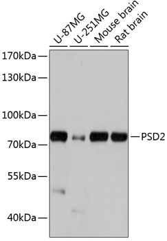 Western blot analysis of extracts of various cell lines, using PSD2 antibody (TA380434) at 1:1000 dilution. - Secondary antibody: HRP Goat Anti-Rabbit IgG (H+L) at 1:10000 dilution. - Lysates/proteins: 25ug per lane. - Blocking buffer: 3% nonfat dry milk in TBST. - Detection: ECL Basic Kit . - Exposure time: 5s.