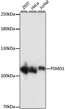 Western blot analysis of extracts of various cell lines, using PSMD1 antibody (TA380460) at 1:1000 dilution. - Secondary antibody: HRP Goat Anti-Rabbit IgG (H+L) at 1:10000 dilution. - Lysates/proteins: 25ug per lane. - Blocking buffer: 3% nonfat dry milk in TBST. - Detection: ECL Basic Kit . - Exposure time: 1s.