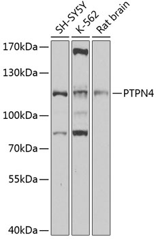 Western blot analysis of extracts of various cell lines, using PTPN4 antibody (TA380536) at 1:1000 dilution. - Secondary antibody: HRP Goat Anti-Rabbit IgG (H+L) at 1:10000 dilution. - Lysates/proteins: 25ug per lane. - Blocking buffer: 3% nonfat dry milk in TBST. - Detection: ECL Basic Kit . - Exposure time: 15s.