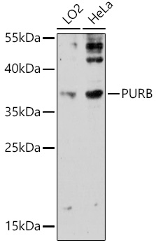 Western blot analysis of extracts of various cell lines, using PURB antibody (TA380571) at 1:3000 dilution. - Secondary antibody: HRP Goat Anti-Rabbit IgG (H+L) at 1:10000 dilution. - Lysates/proteins: 25ug per lane. - Blocking buffer: 3% nonfat dry milk in TBST. - Detection: ECL Enhanced Kit . - Exposure time: 90s.