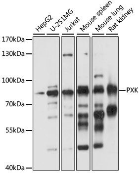 Western blot analysis of extracts of various cell lines, using PXK antibody (TA380580) at 1:1000 dilution. - Secondary antibody: HRP Goat Anti-Rabbit IgG (H+L) at 1:10000 dilution. - Lysates/proteins: 25ug per lane. - Blocking buffer: 3% nonfat dry milk in TBST. - Detection: ECL Basic Kit . - Exposure time: 10s.