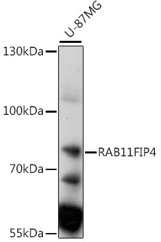Western blot analysis of extracts of U-87MG cells, using RAB11FIP4 antibody (TA380606) at 1:1000 dilution. - Secondary antibody: HRP Goat Anti-Rabbit IgG (H+L) at 1:10000 dilution. - Lysates/proteins: 25ug per lane. - Blocking buffer: 3% nonfat dry milk in TBST. - Detection: ECL Enhanced Kit . - Exposure time: 15s.
