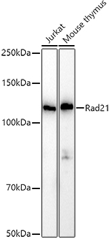 Western blot analysis of extracts of various cell lines, using Rad21 antibody (TA380666) at 1:1000 dilution. - Secondary antibody: HRP Goat Anti-Rabbit IgG (H+L) at 1:10000 dilution. - Lysates/proteins: 25ug per lane. - Blocking buffer: 3% nonfat dry milk in TBST. - Detection: ECL Basic Kit . - Exposure time: 10s.