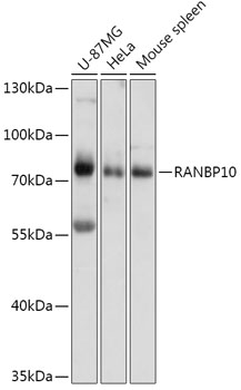 Western blot analysis of extracts of various cell lines, using RANBP10 antibody (TA380699) at 1:1000 dilution. - Secondary antibody: HRP Goat Anti-Rabbit IgG (H+L) at 1:10000 dilution. - Lysates/proteins: 25ug per lane. - Blocking buffer: 3% nonfat dry milk in TBST. - Detection: ECL Basic Kit . - Exposure time: 10s.