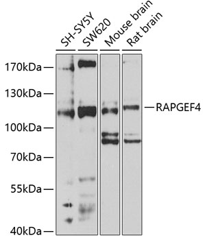 Western blot analysis of extracts of various cell lines, using RAPGEF4 antibody (TA380710) at 1:1000 dilution. - Secondary antibody: HRP Goat Anti-Rabbit IgG (H+L) at 1:10000 dilution. - Lysates/proteins: 25ug per lane. - Blocking buffer: 3% nonfat dry milk in TBST. - Detection: ECL Enhanced Kit . - Exposure time: 30s.