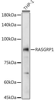 Western blot analysis of extracts of THP-1 cells, using RASGRP1 antibody (TA380731) at 1:1000 dilution. - Secondary antibody: HRP Goat Anti-Rabbit IgG (H+L) at 1:10000 dilution. - Lysates/proteins: 25ug per lane. - Blocking buffer: 3% nonfat dry milk in TBST. - Detection: ECL Basic Kit . - Exposure time: 30s.