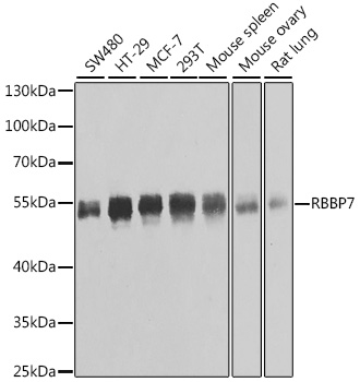 Western Blot of Anti-GFP (MOUSE) Monoclonal Antibody Peroxidase Conj ugate. Lane 1: 50ng of GFP. Lane 2: none. Primary antibody: none. Secondary antibody: Anti-GFP (Mouse) Monoclonal Antibody Peroxidase Conj ugate (Cat.-No R1461HRP) secondary antibody was us