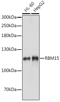 Western blot analysis of extracts of various cell lines, using RBM15 antibody (TA380772) at 1:1000 dilution. - Secondary antibody: HRP Goat Anti-Rabbit IgG (H+L) at 1:10000 dilution. - Lysates/proteins: 25ug per lane. - Blocking buffer: 3% nonfat dry milk in TBST. - Detection: ECL Basic Kit . - Exposure time: 10s.