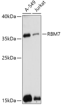 Western blot analysis of extracts of various cell lines, using RBM7 antibody (TA380789) at 1:1000 dilution. - Secondary antibody: HRP Goat Anti-Rabbit IgG (H+L) at 1:10000 dilution. - Lysates/proteins: 25ug per lane. - Blocking buffer: 3% nonfat dry milk in TBST. - Detection: ECL Basic Kit . - Exposure time: 90s.