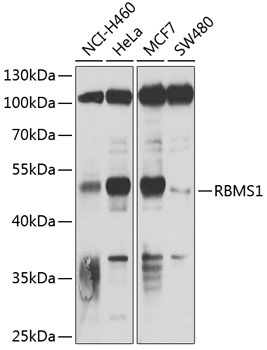 Western blot analysis of extracts of various cell lines, using RBMS1 antibody (TA380791) at 1:1000 dilution. - Secondary antibody: HRP Goat Anti-Rabbit IgG (H+L) at 1:10000 dilution. - Lysates/proteins: 25ug per lane. - Blocking buffer: 3% nonfat dry milk in TBST. - Detection: ECL Basic Kit . - Exposure time: 30s.
