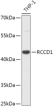 Western blot analysis of extracts of THP-1 cells, using RCCD1 antibody (TA380812) at 1:1000 dilution. - Secondary antibody: HRP Goat Anti-Rabbit IgG (H+L) at 1:10000 dilution. - Lysates/proteins: 25ug per lane. - Blocking buffer: 3% nonfat dry milk in TBST. - Detection: ECL Basic Kit . - Exposure time: 90s.