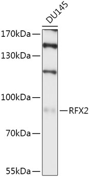 Western blot analysis of extracts of DU145 cells, using RFX2 antibody (TA380877) at 1:1000 dilution. - Secondary antibody: HRP Goat Anti-Rabbit IgG (H+L) at 1:10000 dilution. - Lysates/proteins: 25ug per lane. - Blocking buffer: 3% nonfat dry milk in TBST. - Detection: ECL Basic Kit . - Exposure time: 10s.