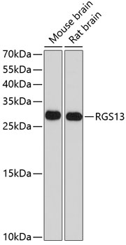 Staining of rat spleen cells with Mouse Anti Rat RT1B (Class II Monomorphic): FITC