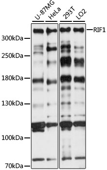 Western blot analysis of extracts of various cell lines, using RIF1 antibody (TA380928) at 1:1000 dilution. - Secondary antibody: HRP Goat Anti-Rabbit IgG (H+L) at 1:10000 dilution. - Lysates/proteins: 25ug per lane. - Blocking buffer: 3% nonfat dry milk in TBST. - Detection: ECL Basic Kit . - Exposure time: 30s.
