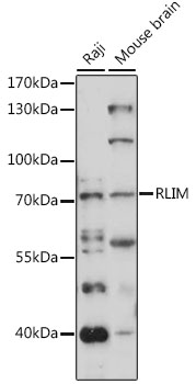 Western blot analysis of extracts of various cell lines, using RLIM antibody (TA380947) at 1:1000 dilution. - Secondary antibody: HRP Goat Anti-Rabbit IgG (H+L) at 1:10000 dilution. - Lysates/proteins: 25ug per lane. - Blocking buffer: 3% nonfat dry milk in TBST. - Detection: ECL Basic Kit . - Exposure time: 150s.