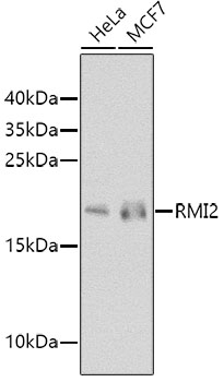 Western blot analysis of extracts of various cell lines, using RMI2 antibody (TA380951) at 1:1000 dilution. - Secondary antibody: HRP Goat Anti-Rabbit IgG (H+L) at 1:10000 dilution. - Lysates/proteins: 25ug per lane. - Blocking buffer: 3% nonfat dry milk in TBST. - Detection: ECL Basic Kit . - Exposure time: 90s.