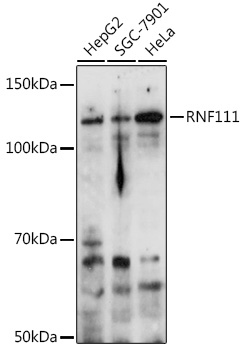 Western blot analysis of extracts of various cell lines, using RNF111 antibody (TA380966) at 1:1000 dilution. - Secondary antibody: HRP Goat Anti-Rabbit IgG (H+L) at 1:10000 dilution. - Lysates/proteins: 25ug per lane. - Blocking buffer: 3% nonfat dry milk in TBST. - Detection: ECL Basic Kit . - Exposure time: 30s.