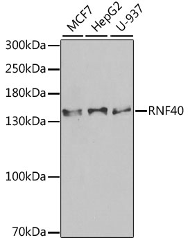 Western blot analysis of extracts of various cell lines, using RNF40 antibody (TA380999) at 1:1000 dilution. - Secondary antibody: HRP Goat Anti-Rabbit IgG (H+L) at 1:10000 dilution. - Lysates/proteins: 25ug per lane. - Blocking buffer: 3% nonfat dry milk in TBST. - Detection: ECL Enhanced Kit . - Exposure time: 90s.