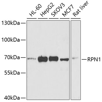 Staining of human peripheral blood monocytes with Mouse anti Human CD32-Biotin.